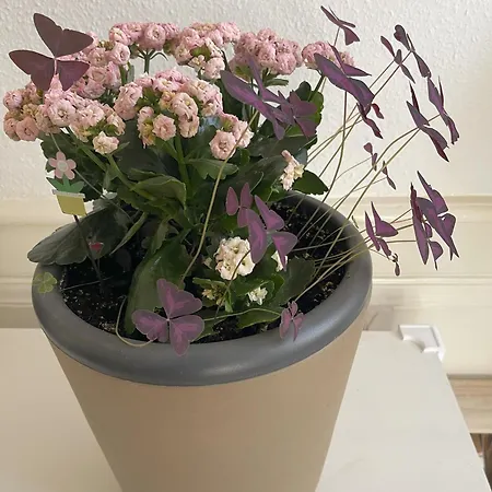 Apartament Koenigsnachbar